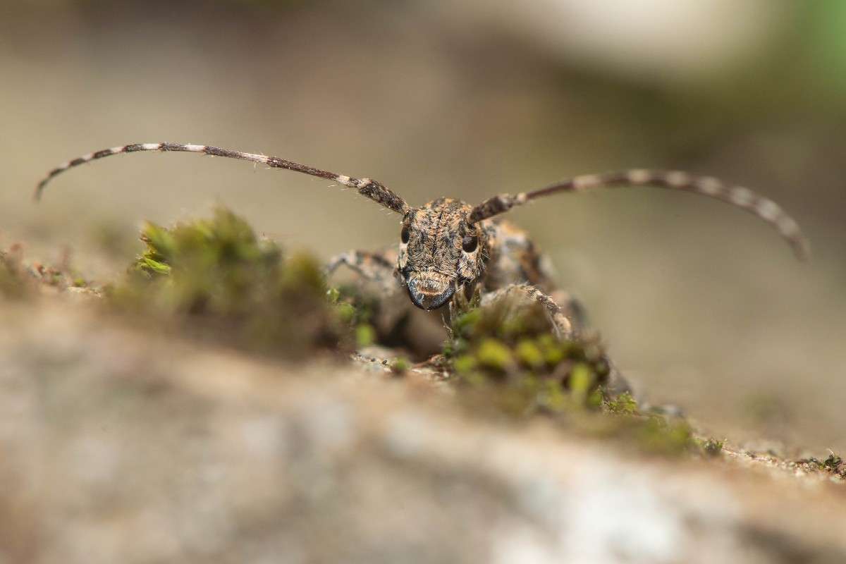 Graubindiger Augenfleckbock (Mesosa nebulosa) im Moos-Lebensraum, (c) Ulrich Sach/NABU-naturgucker.de