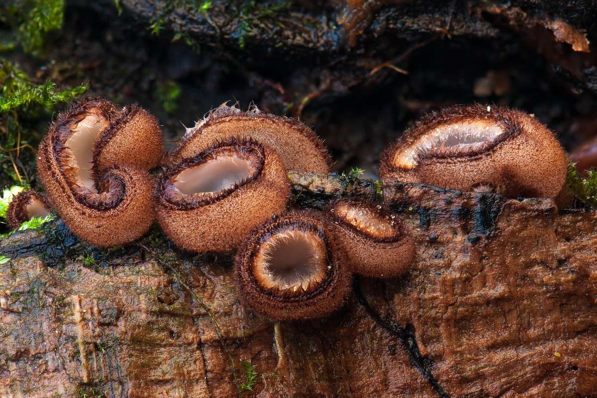 Halbkugeliger Borstling (Humaria hemisphaerica), (c) Georg Stelzner/NABU-naturgucker.de Halbkugeliger Borstling (Humaria hemisphaerica), (c) Georg Stelzner/NABU-naturgucker.de