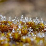 Laubmoos (Bryophyta sp.), (c) Ulrich Sach/NABU-naturgucker.de