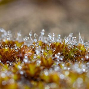 Laubmoos (Bryophyta sp.), (c) Ulrich Sach/NABU-naturgucker.de