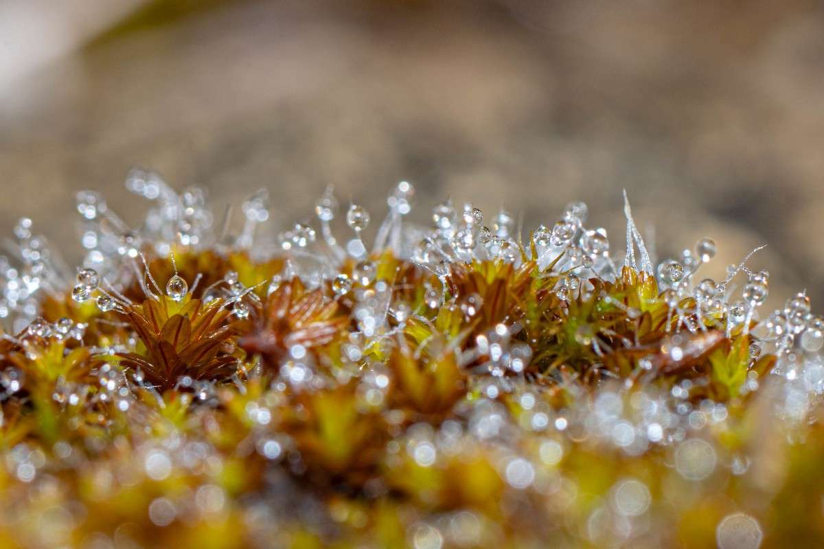 Laubmoos (Bryophyta sp.), (c) Ulrich Sach/NABU-naturgucker.de