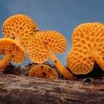 Orangeroter Poren-Helmling (Favolaschia calocera), (c) Rita Lüder/NABU-naturgucker.de