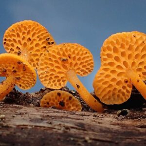 Orangeroter Poren-Helmling (Favolaschia calocera), (c) Rita Lüder/NABU-naturgucker.de