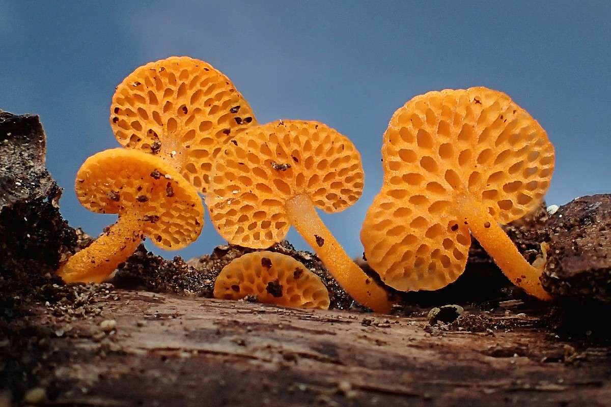 Orangeroter Poren-Helmling (Favolaschia calocera), (c) Rita Lüder/NABU-naturgucker.de