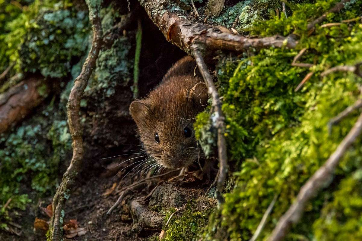 Rötelmaus (Myodes glareolus), (c) Thomas Schwarzbach/NABU-naturgucker.de