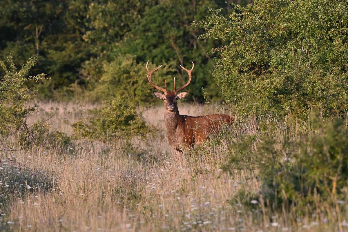 Rothirsch (Cervus elaphus), (c) Franziska Steinke/NABU-naturgucker.de