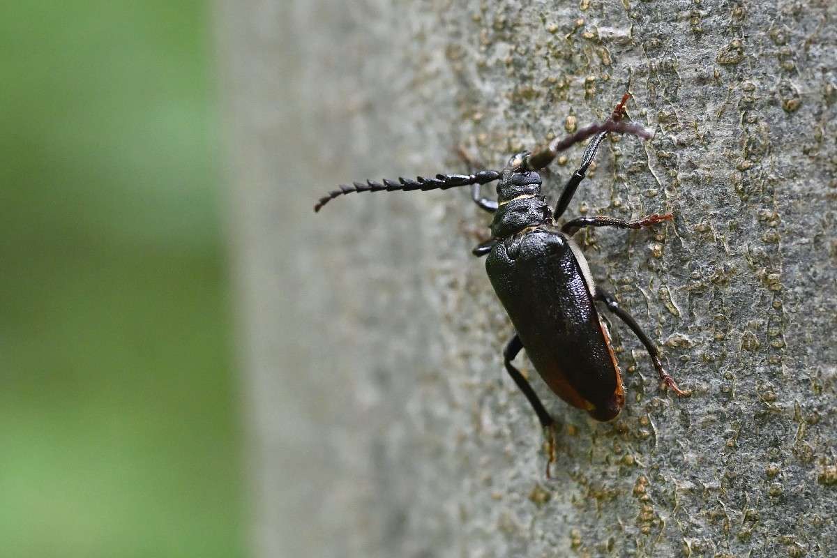 Sägebock (Prionus coriarius), (c) Franziska Steinke/NABU-naturgucker.de