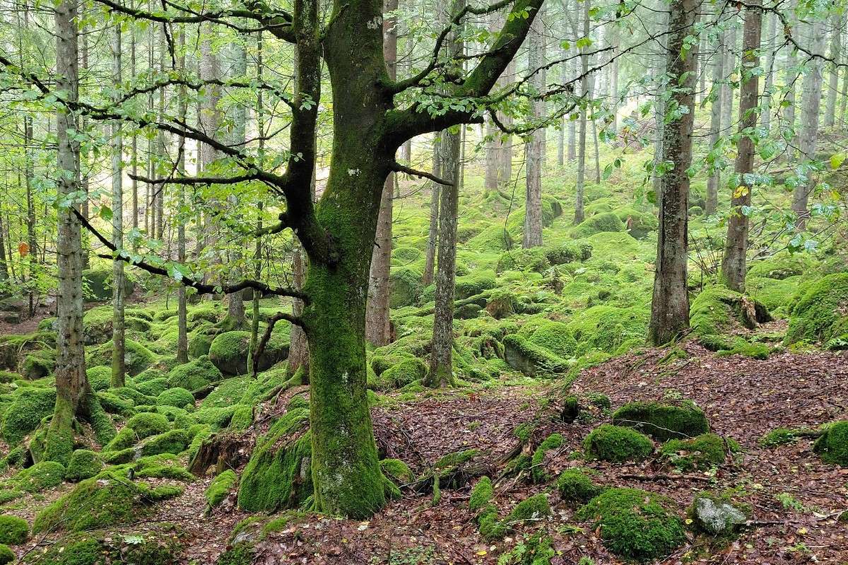 Landschaft im Schwarzwald, (c) Jan Wennekendonk/NABU-naturgucker.de