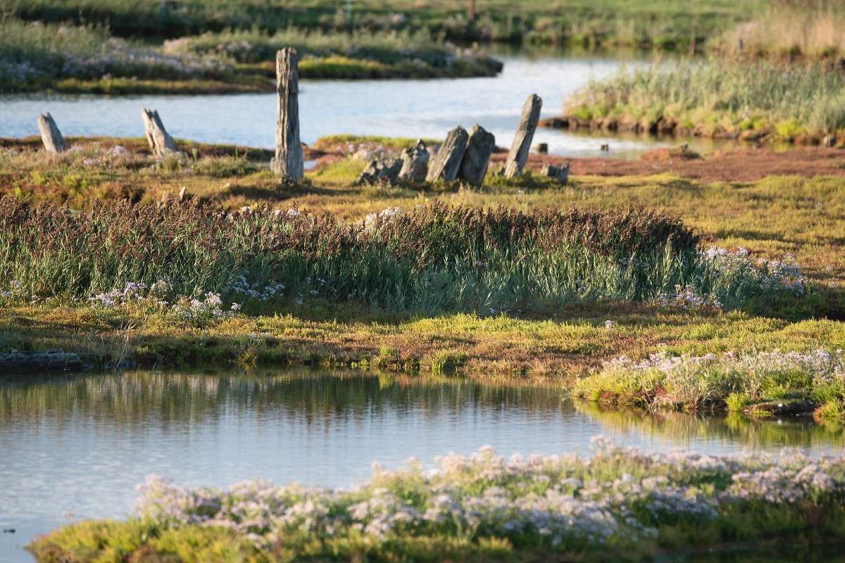 Typischer Polder, (c) Axel Aßmann/NABU-naturgucker.de