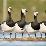Weißwangengänse (Branta leucopsis), (c) Helene Germer/NABU-naturgucker.de