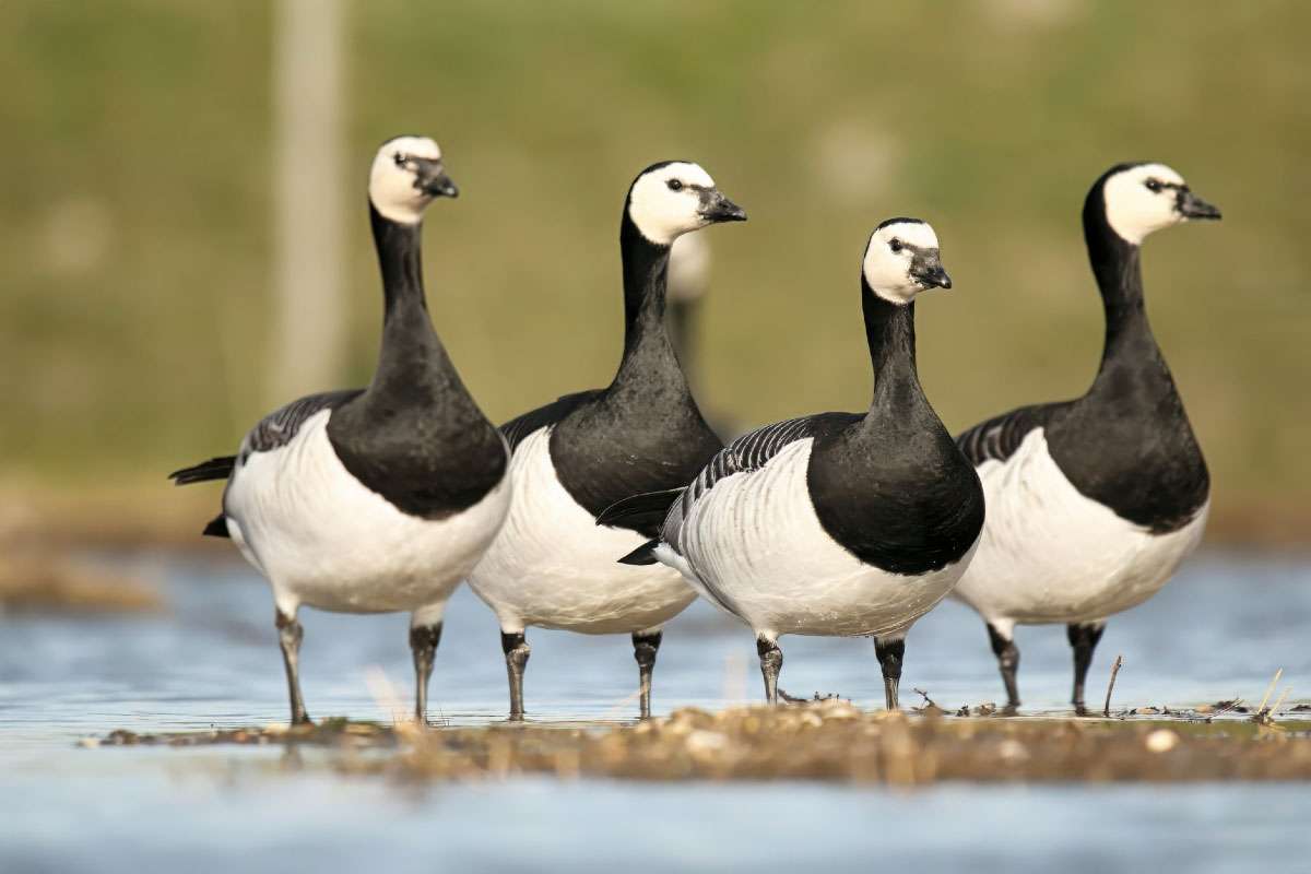 Weißwangengänse (Branta leucopsis), (c) Helene Germer/NABU-naturgucker.de