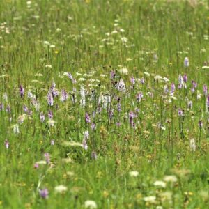 Wiese auf dem Kandel, (c) Jan-Henrik Bertog/NABU-naturgucker.de