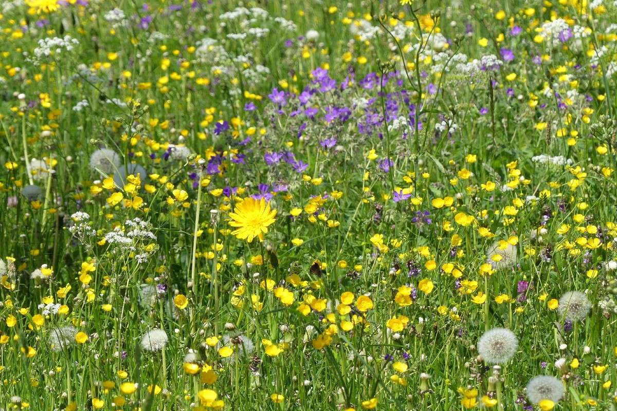 Wildblumenwiese, (c) Gudrun Treiber/NABU-naturgucker.de