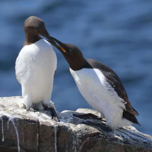 Trottellumme (Uria aalge), (c) Johannes Klemenz/NABU-naturgucker.de