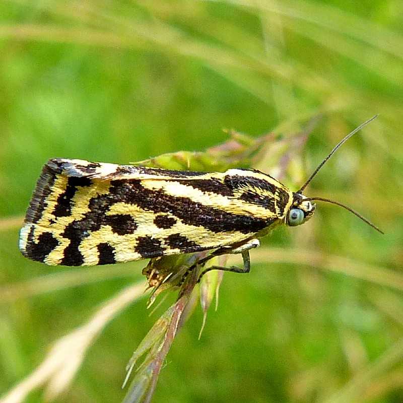 Ackerwinden-Bunteulchen (Acontia trabealis), (c) Karl Herrmann/NABU-naturgucker.de Ackerwinden-Bunteulchen (Acontia trabealis), (c) Karl Herrmann/NABU-naturgucker.de