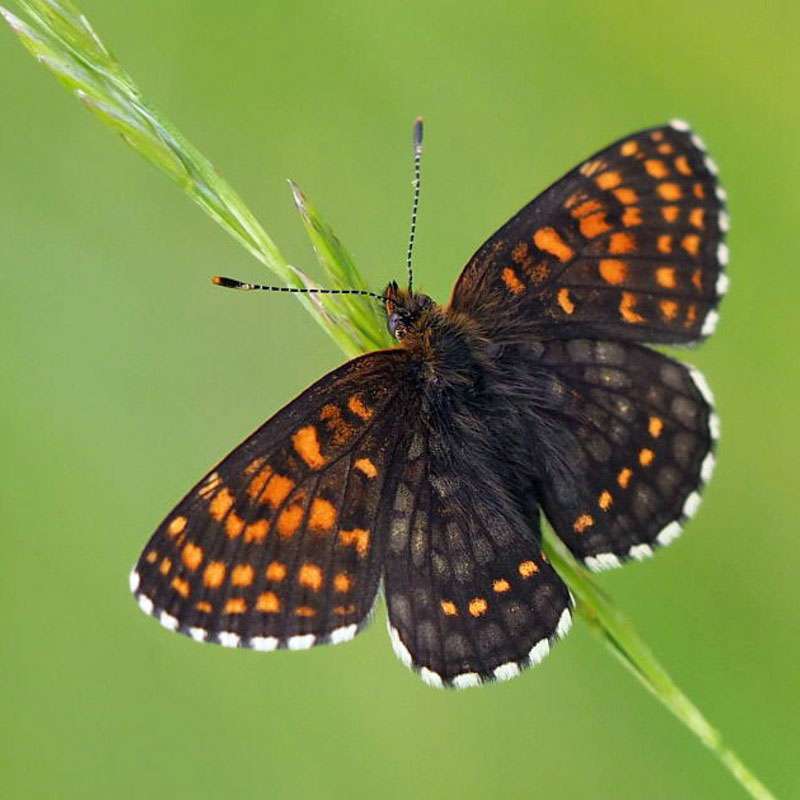 Baldrian-Scheckenfalter (Melitaea diamina), (c) Fred Wehner/NABU-naturgucker.de Baldrian-Scheckenfalter (Melitaea diamina), (c) Fred Wehner/NABU-naturgucker.de