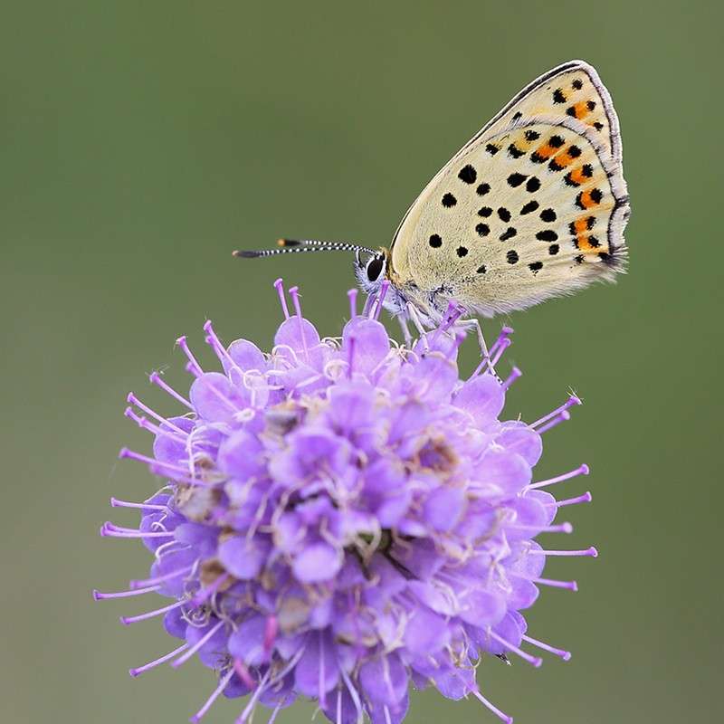 Brauner Feuerfalter (Lycaena tityrus), (c) Regine Schadach/NABU-naturgucker.de Brauner Feuerfalter (Lycaena tityrus), (c) Regine Schadach/NABU-naturgucker.de
