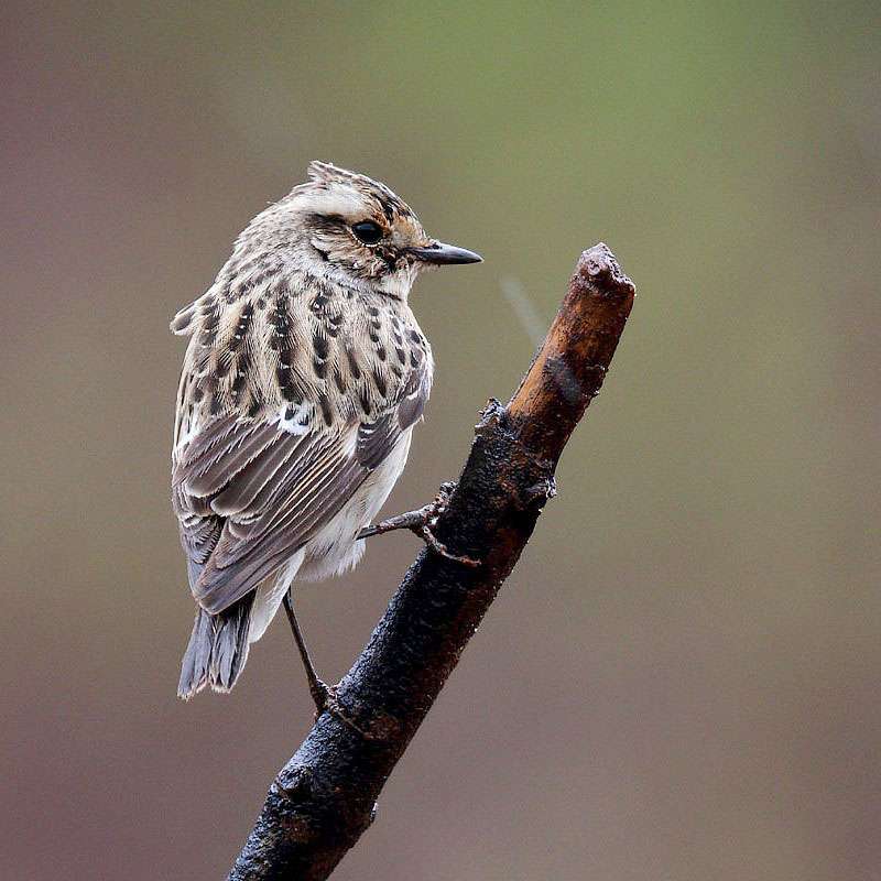 Braunkehlchen (Saxicola rubetra), (c) Andreas Schäfferling/NABU-naturgucker.de Braunkehlchen (Saxicola rubetra), (c) Andreas Schäfferling/NABU-naturgucker.de
