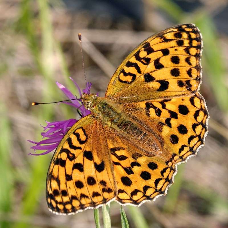Feuriger Perlmutterfalter (Fabriciana adippe), (c) Jens Winter/NABU-naturgucker.de Feuriger Perlmutterfalter (Fabriciana adippe), (c) Jens Winter/NABU-naturgucker.de