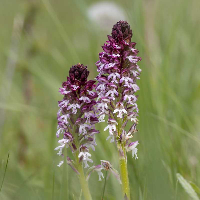 Frühes Brand-Knabenkraut (Neotinea ustulata subsp. ustulata), (c) Kerstin Karg/NABU-naturgucker.de Frühes Brand-Knabenkraut (Neotinea ustulata subsp. ustulata), (c) Kerstin Karg/NABU-naturgucker.de