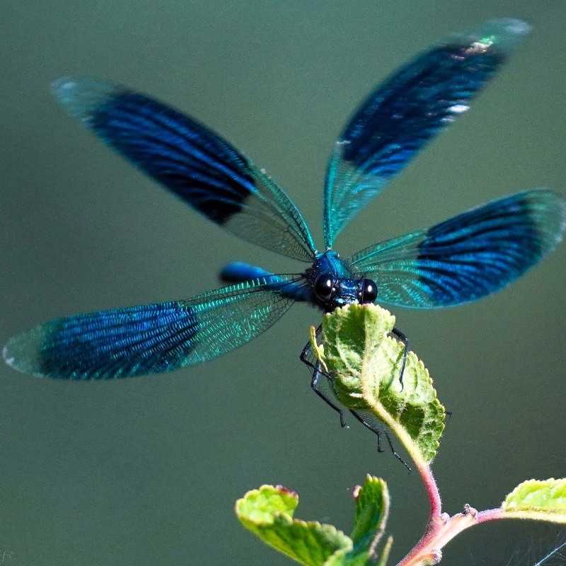 Gebänderte Prachtlibelle (Calopteryx splendens), (c) Angelika Nijhoff/NABU-naturgucker.de Gebänderte Prachtlibelle (Calopteryx splendens), (c) Angelika Nijhoff/NABU-naturgucker.de