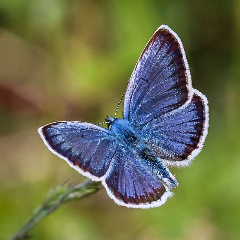 Geißklee-Bläuling (Plebejus argus), (c) Istvan und Sabine Palfi/NABU-naturgucker.de Geißklee-Bläuling (Plebejus argus), (c) Istvan und Sabine Palfi/NABU-naturgucker.de