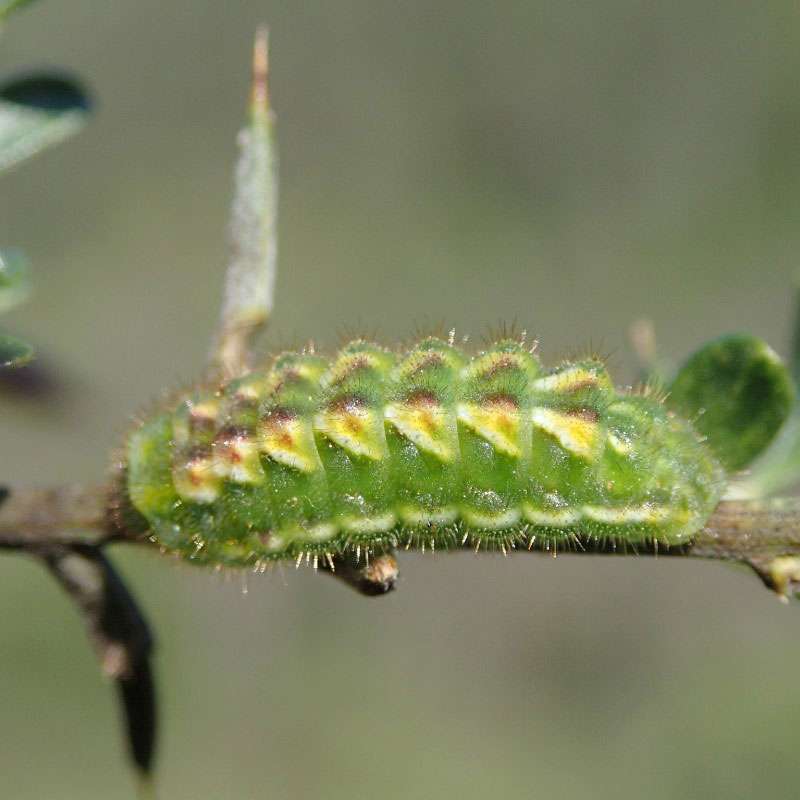 Grüner Zipfelfalter (Callophrys rubi), Raupe, (c) Dieter Schneider/NABU-naturgucker.de Grüner Zipfelfalter (Callophrys rubi), Raupe, (c) Dieter Schneider/NABU-naturgucker.de