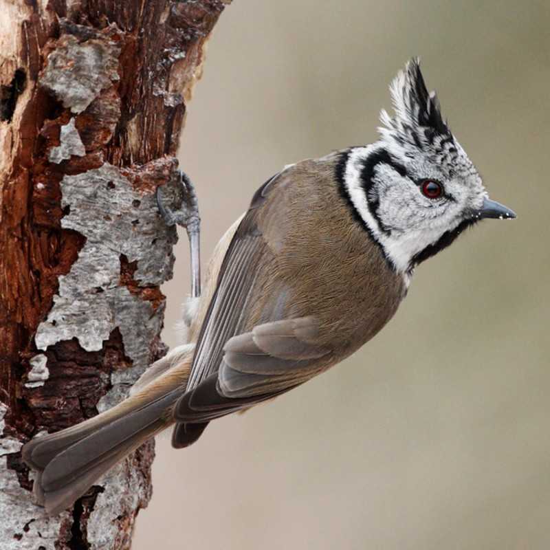 Haubenmeise (Lophophanes cristatus), (c) Horst Engler/NABU-naturgucker.de Haubenmeise (Lophophanes cristatus), (c) Horst Engler/NABU-naturgucker.de