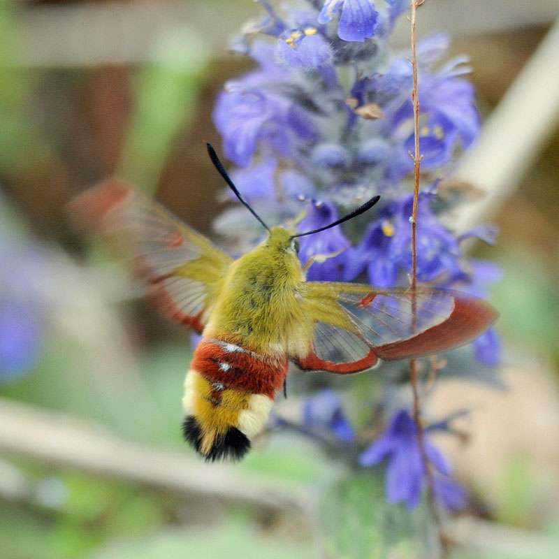 Hummelschwärmer (Hemaris fuciformis), (c) Harald Bott/NABU-naturgucker.de Hummelschwärmer (Hemaris fuciformis), (c) Harald Bott/NABU-naturgucker.de