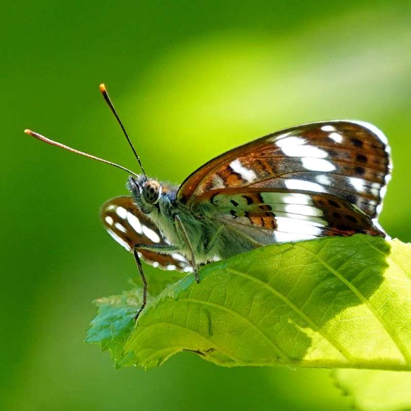 Kleiner Eisvogel (Limenitis camilla), (c) Jens Winter/NABU-naturgucker.de Kleiner Eisvogel (Limenitis camilla), (c) Jens Winter/NABU-naturgucker.de