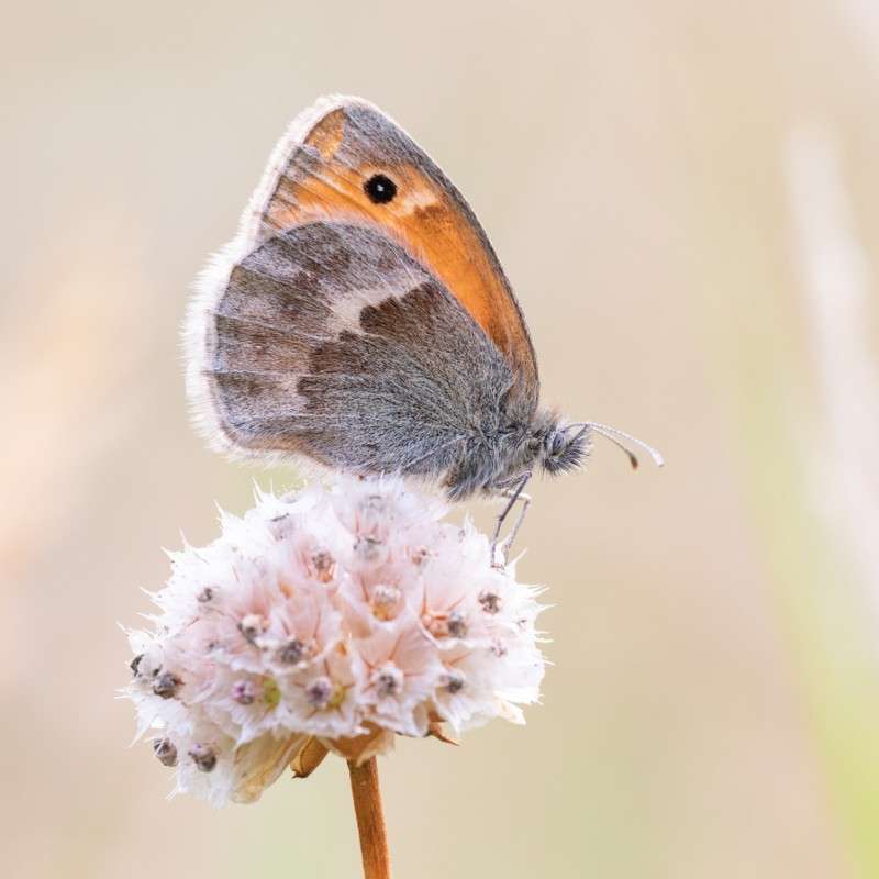 Kleines Wiesenvögelchen (Coenonympha pamphilus), (c) Kai Bratke/NABU-naturgucker.de Kleines Wiesenvögelchen (Coenonympha pamphilus), (c) Kai Bratke/NABU-naturgucker.de