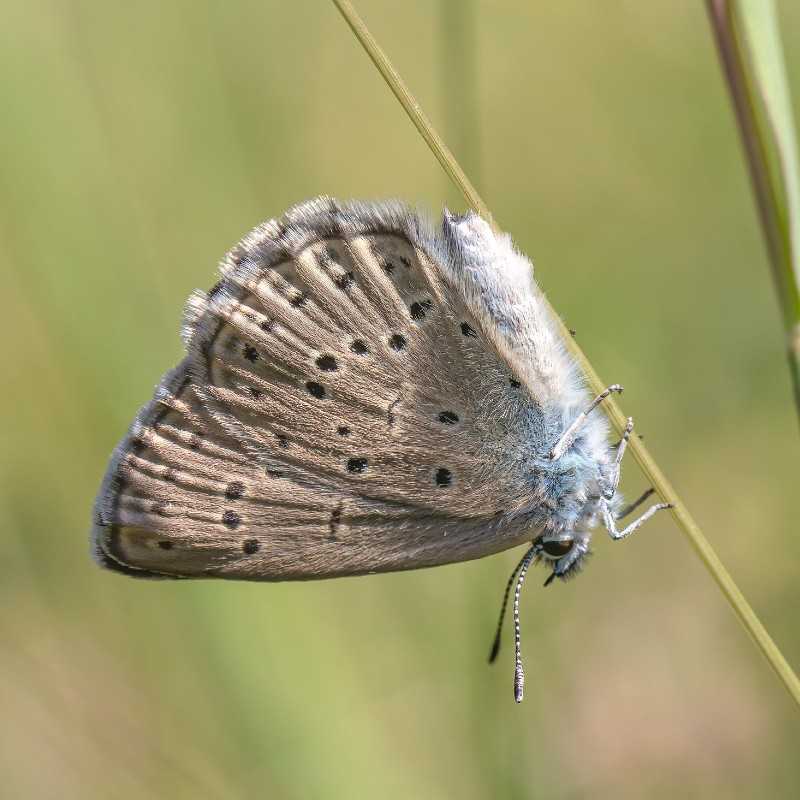Kreuzenzian-Ameisenbläuling (Maculinea rebeli), (c) Kerstin Karg/NABU-naturgucker.de Kreuzenzian-Ameisenbläuling (Maculinea rebeli), (c) Kerstin Karg/NABU-naturgucker.de