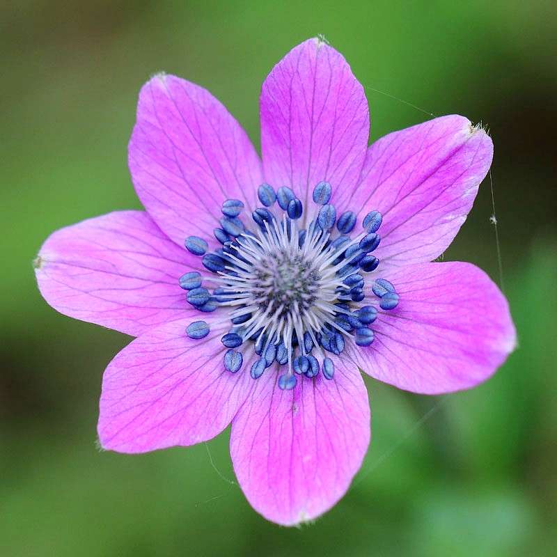 Kronen-Anemone (Anemone coronaria), (c) Andreas Schäfferling/NABU-naturgucker.de Kronen-Anemone (Anemone coronaria), (c) Andreas Schäfferling/NABU-naturgucker.de