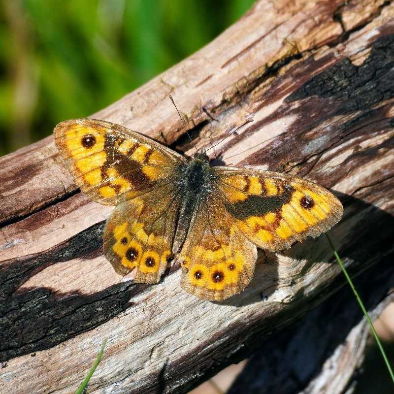 Mauerfuchs (Lasiommata megera), (c) Angelika Nijhoff/NABU-naturgucker.de Mauerfuchs (Lasiommata megera), (c) Angelika Nijhoff/NABU-naturgucker.de