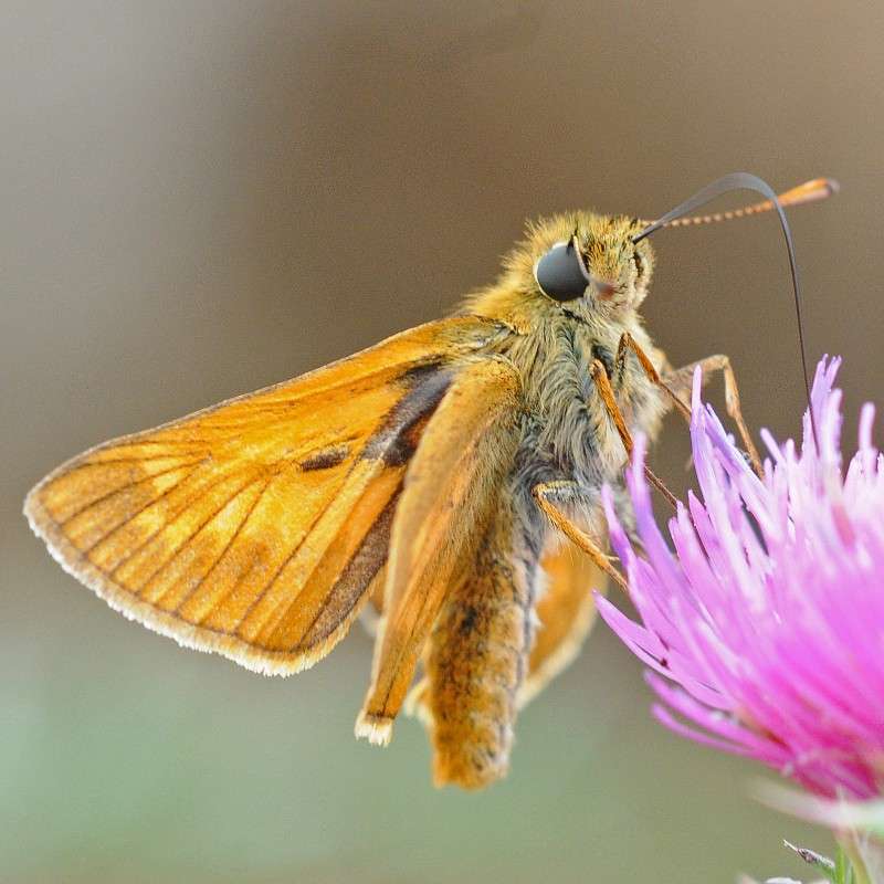 Rostfarbiger Dickkopffalter (Ochlodes sylvanus), (c) Harald Bott/NABU-naturgucker.de Rostfarbiger Dickkopffalter (Ochlodes sylvanus), (c) Harald Bott/NABU-naturgucker.de
