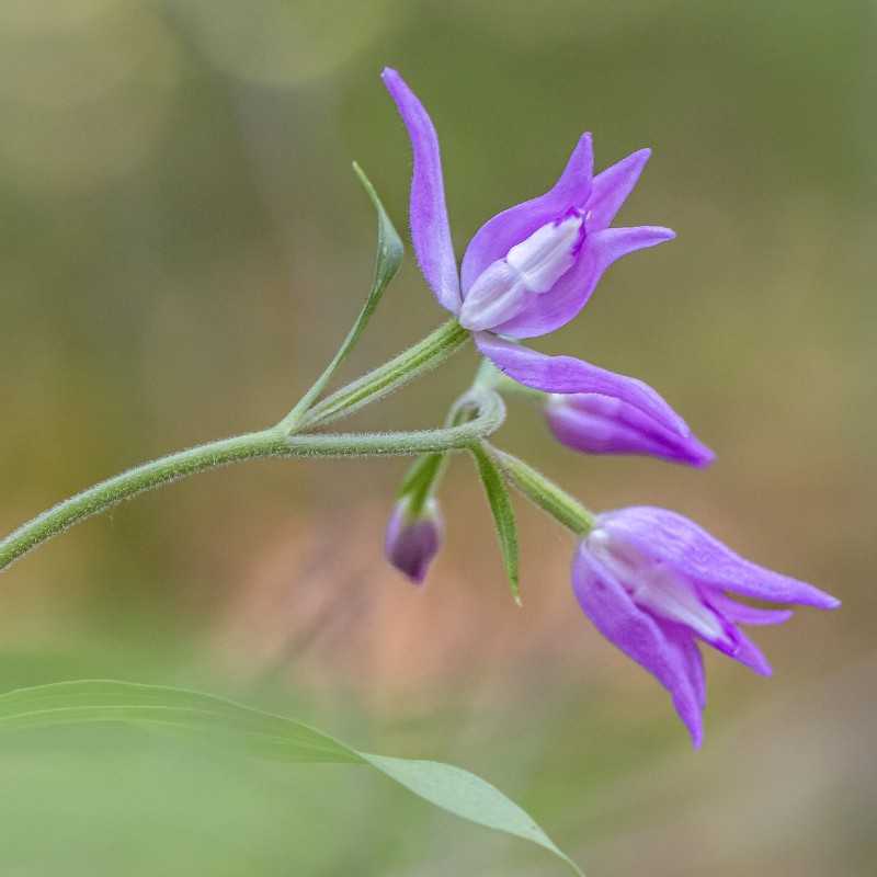 Rotes Waldvögelein (Cephalanthera rubra), (c) Kerstin Karg/NABU-naturgucker.de Rotes Waldvögelein (Cephalanthera rubra), (c) Kerstin Karg/NABU-naturgucker.de