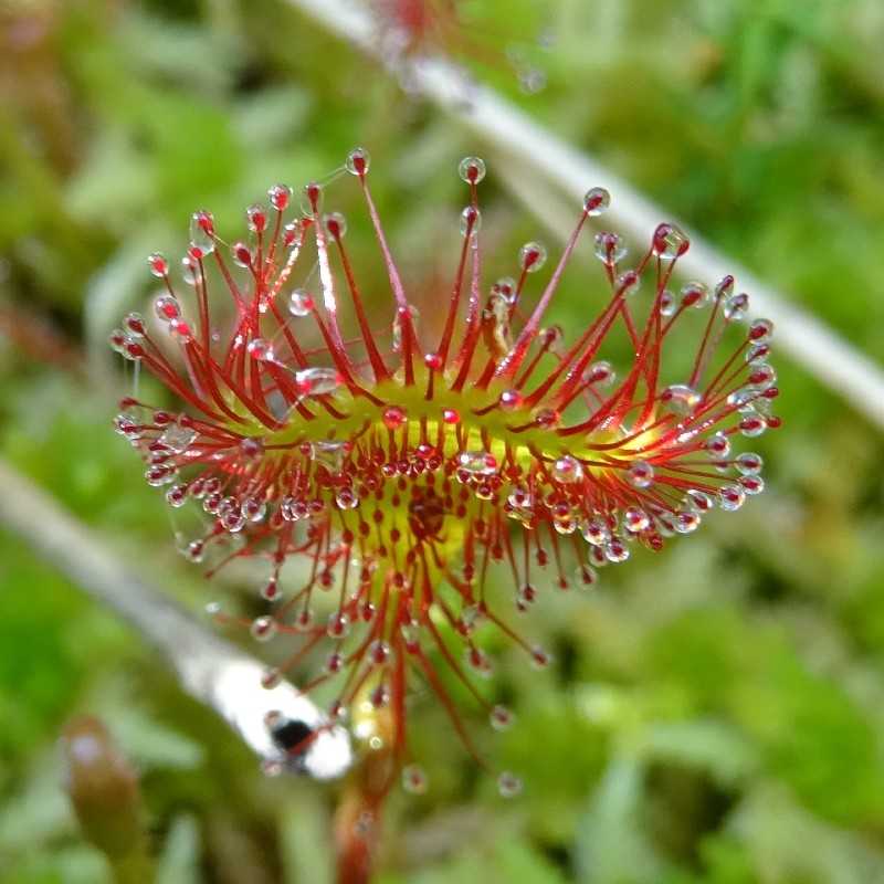 Rundblättriger Sonnentau (Drosera rotundifolia), (c) Hans Prün/NABU-naturgucker.de Rundblättriger Sonnentau (Drosera rotundifolia), (c) Hans Prün/NABU-naturgucker.de
