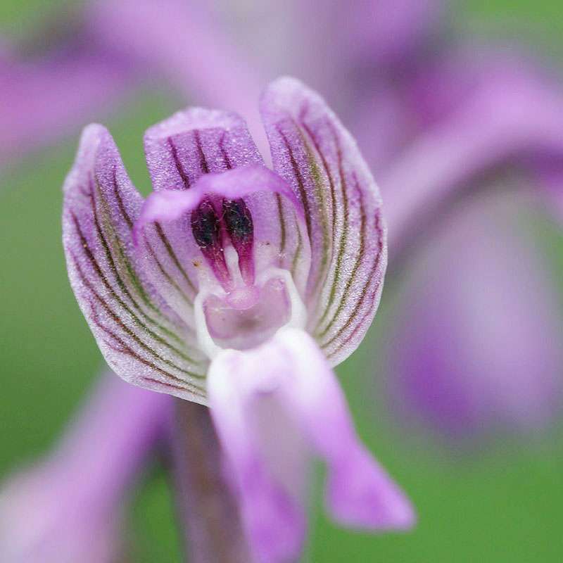 Salep-Knabenkraut (Anacamptis morio), (c) Andreas Schäfferling/NABU-naturgucker.de Salep-Knabenkraut (Anacamptis morio), (c) Andreas Schäfferling/NABU-naturgucker.de