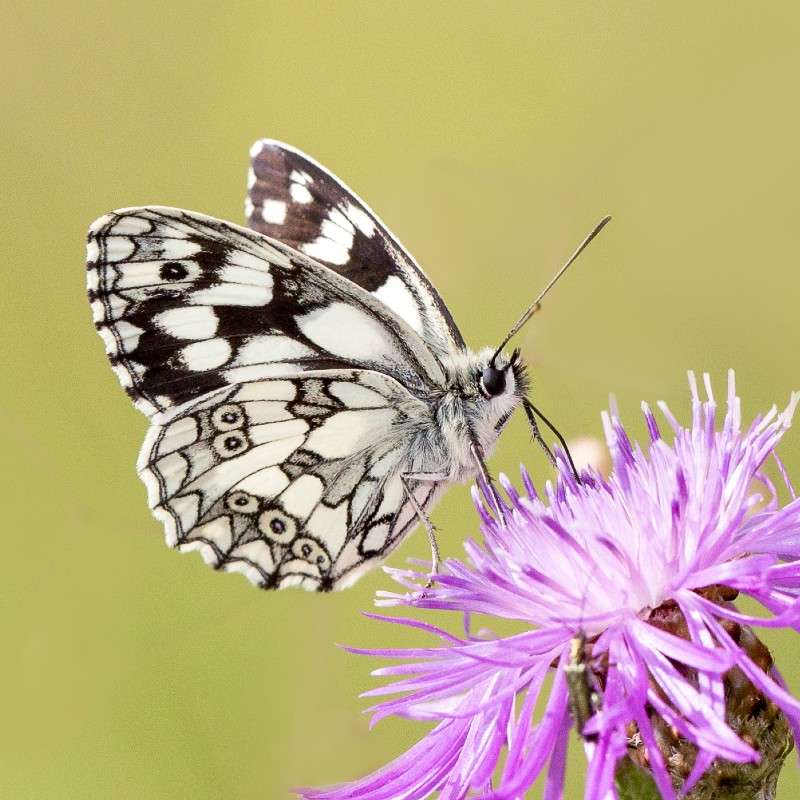 Schachbrett (Melanargia galathea) (c) Franz Rothenhäusler/NABU-naturgucker.de Schachbrett (Melanargia galathea) (c) Franz Rothenhäusler/NABU-naturgucker.de