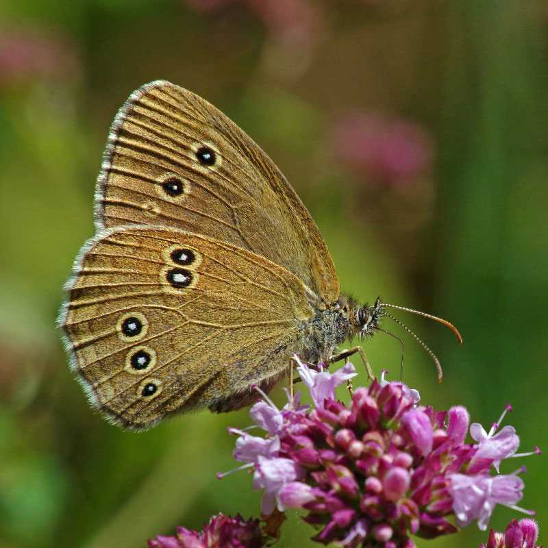 Schornsteinfeger (Aphantopus hyperantus), (c) Werner Knoth/NABU-naturgucker.de Schornsteinfeger (Aphantopus hyperantus), (c) Werner Knoth/NABU-naturgucker.de