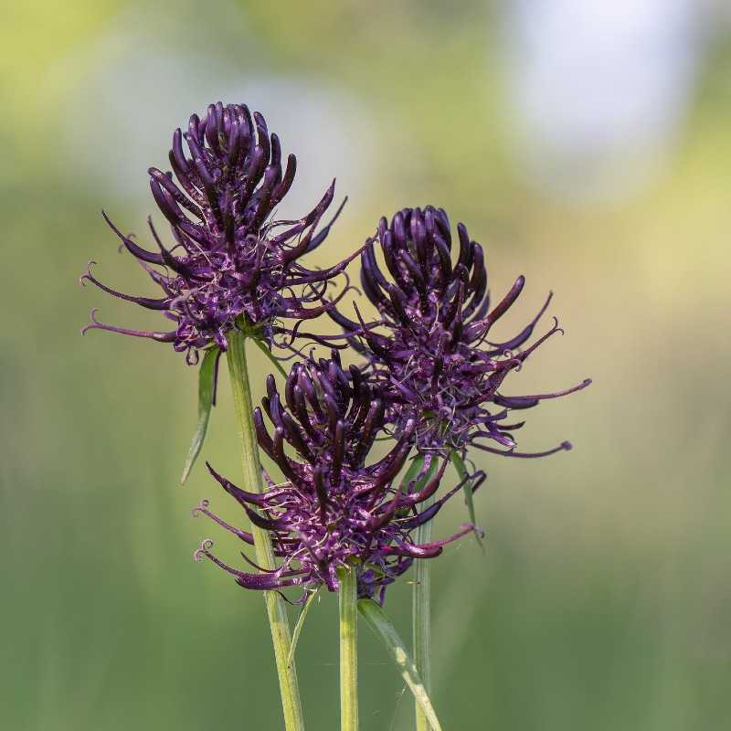 Schwarze Teufelskralle (Phyteuma nigrum), (c) Kerstin Karg/NABU-naturgucker.de Schwarze Teufelskralle (Phyteuma nigrum), (c) Kerstin Karg/NABU-naturgucker.de