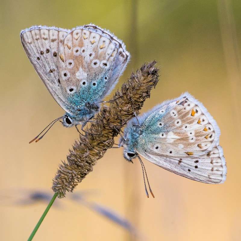 Silbergrüner Bläuling (Lysandra coridon), (c) Markus Kolbe/NABU-naturgucker.de Silbergrüner Bläuling (Lysandra coridon), (c) Markus Kolbe/NABU-naturgucker.de