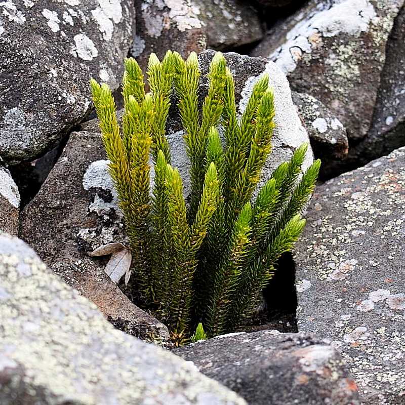 Tannen-Bärlapp (Huperzia selago), (c) Fred Wehner/NABU-naturgucker.de Tannen-Bärlapp (Huperzia selago), (c) Fred Wehner/NABU-naturgucker.de