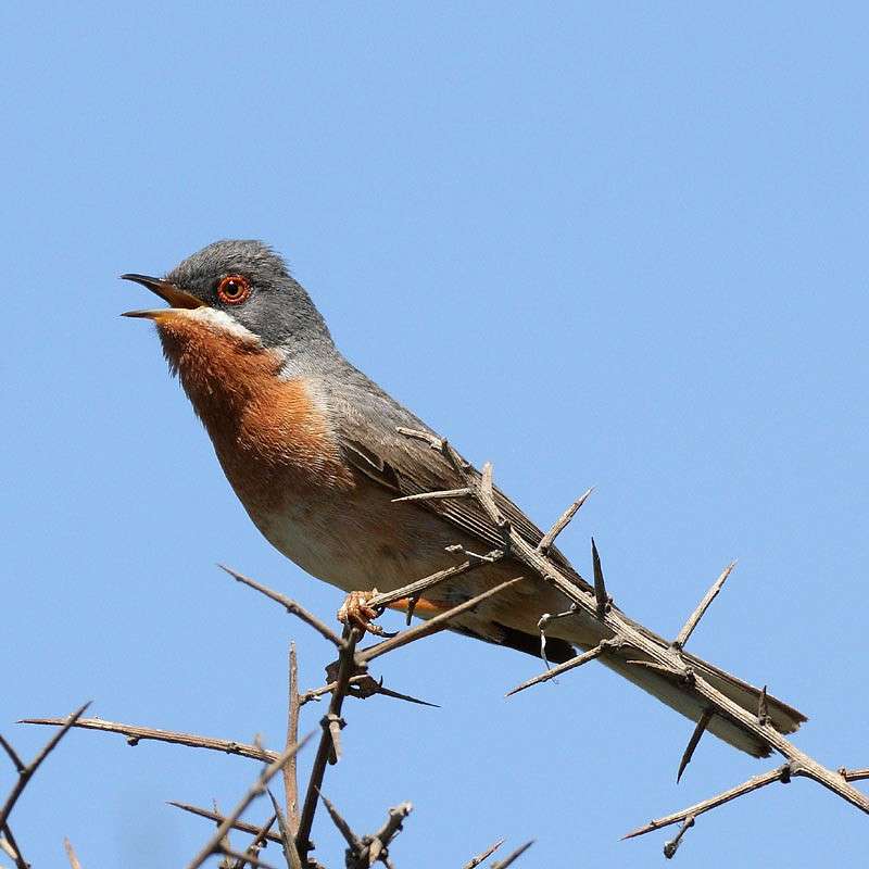 Weißbart-Grasmücke (Sylvia cantillans), (c) Andreas Schäfferling/NABU-naturgucker.de Weißbart-Grasmücke (Sylvia cantillans), (c) Andreas Schäfferling/NABU-naturgucker.de
