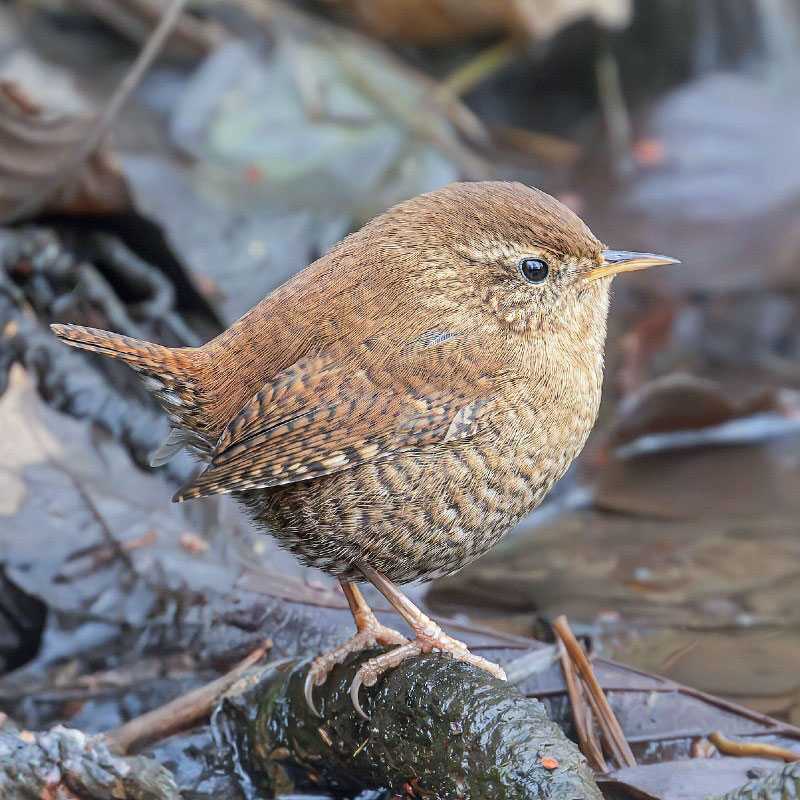Zaunkönig (Troglodytes troglodytes), (c) Kerstin Karg/NABU-naturgucker.de Zaunkönig (Troglodytes troglodytes), (c) Kerstin Karg/NABU-naturgucker.de