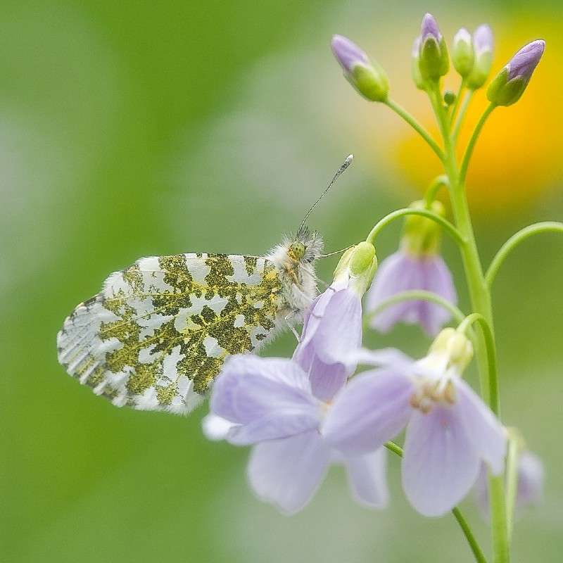 Aurorafalter (Anthocharis cardamines), (c) Martina Limprecht/NABU-naturgucker.de Aurorafalter (Anthocharis cardamines), (c) Martina Limprecht/NABU-naturgucker.de
