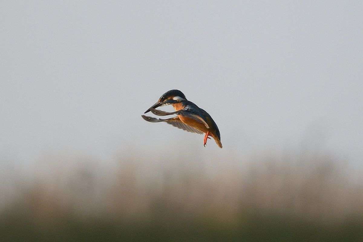 Eisvogel (Alcedo atthis) im Rüttelflug, (c) Bernd Adamczyk/NABU-naturgucker.de Eisvogel (Alcedo atthis) im Rüttelflug, (c) Bernd Adamczyk/NABU-naturgucker.de
