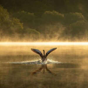 Graugans (Anser anser) im Landeanflug, (c) Heike Must/NABU-naturgucker.de
