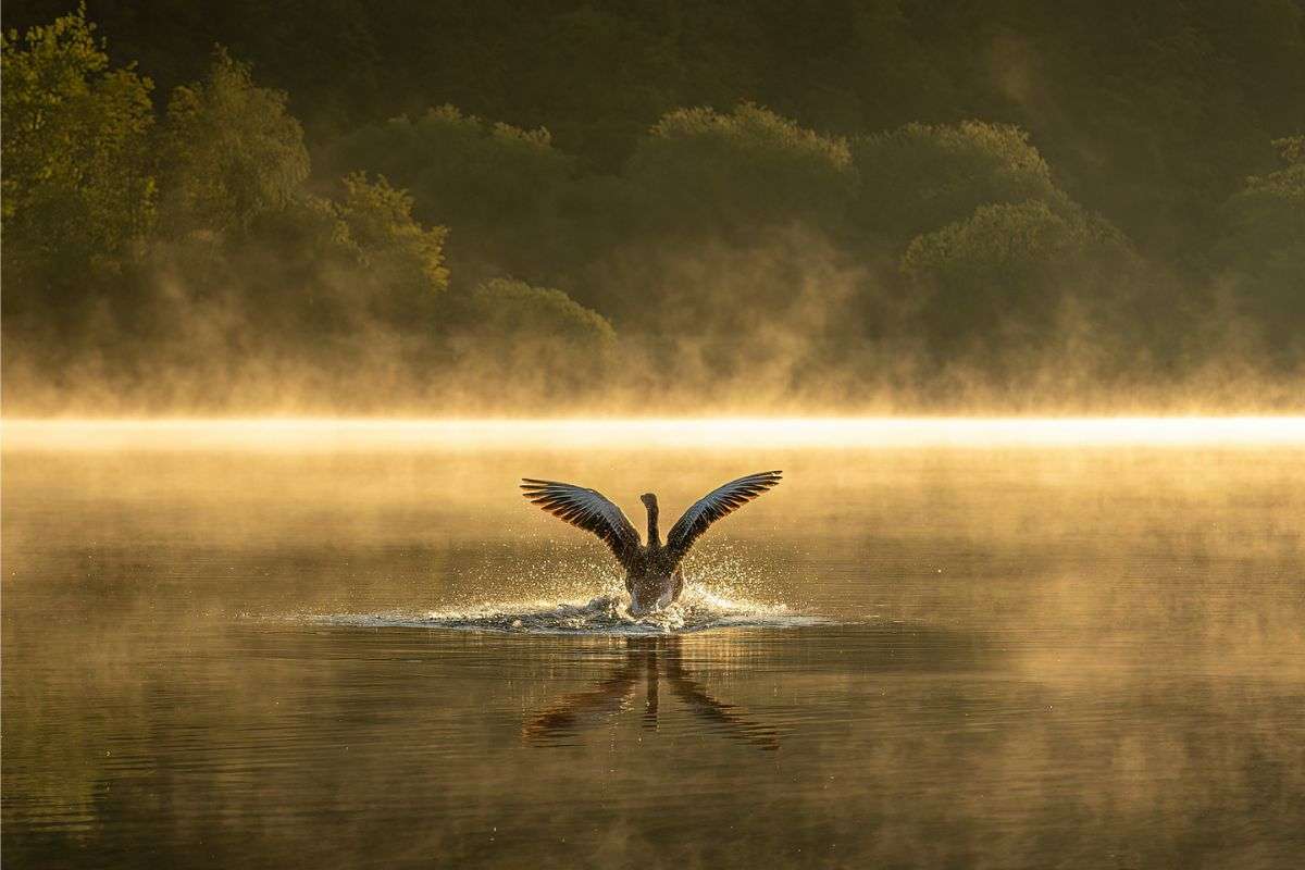 Graugans (Anser anser) im Landeanflug, (c) Heike Must/NABU-naturgucker.de