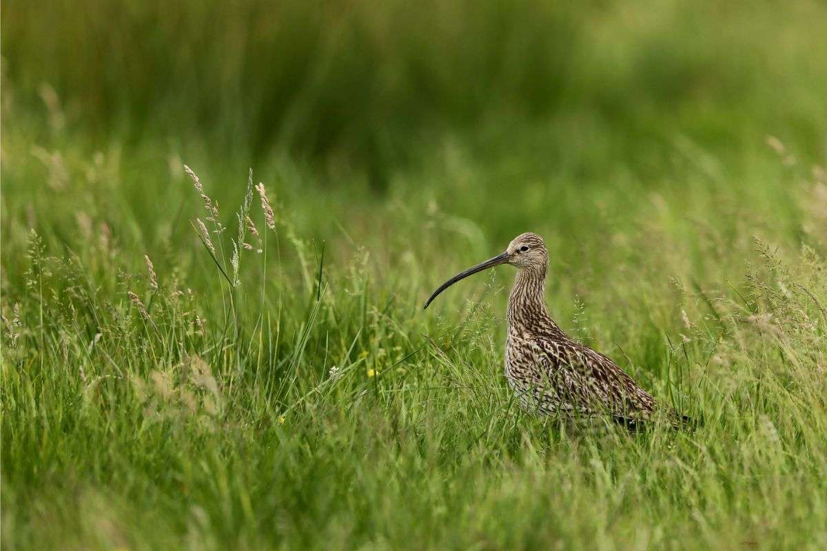 Brachvogel (Numenius arquata), (c) Jürgen Podgorski/NABU-naturgucker.de Brachvogel (Numenius arquata), (c) Jürgen Podgorski/NABU-naturgucker.de